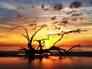 Driftwood Beach