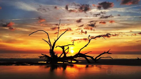 Driftwood Beach