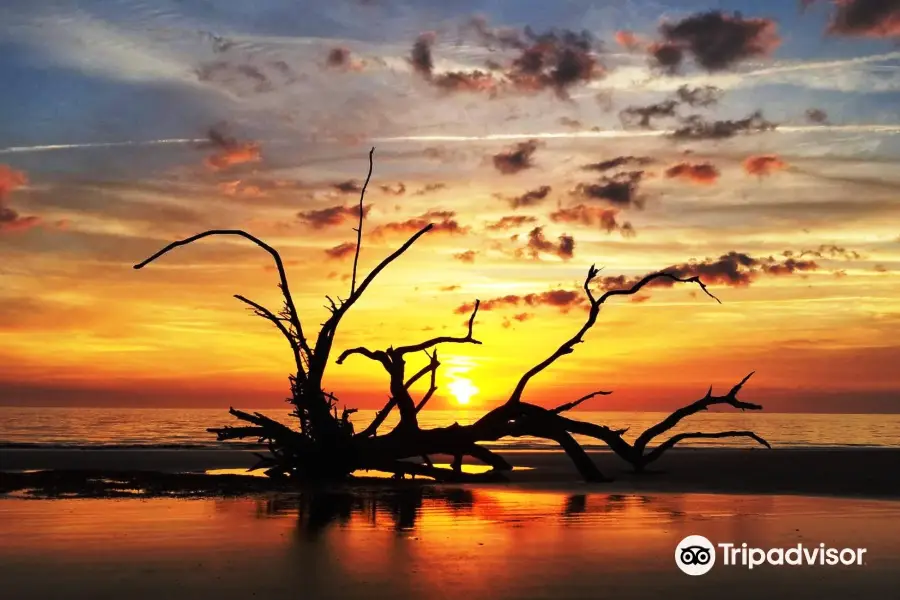 Driftwood Beach