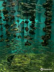 Acuario Público de Miyajima