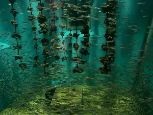 Miyajima Public Aquarium