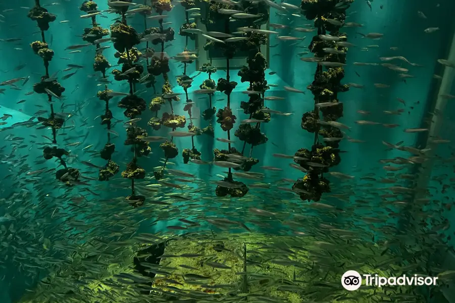 Aquarium public de Miyajima