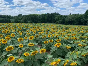 Brantwood Farms