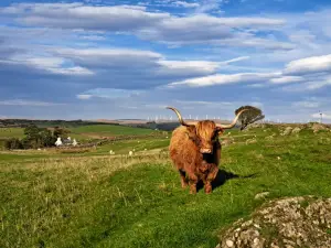 Kitchen Coos and Ewes