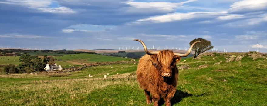 Kitchen Coos and Ewes