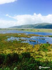 Ynys Hir Wildlife Reserve