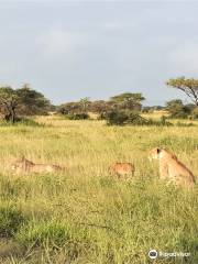 Shemeji Safari