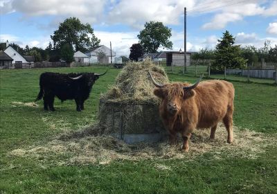 Robertsons The Larder, Farm Shop With Highland Cows , Beauly,