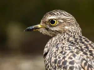 Umgeni River Bird Park