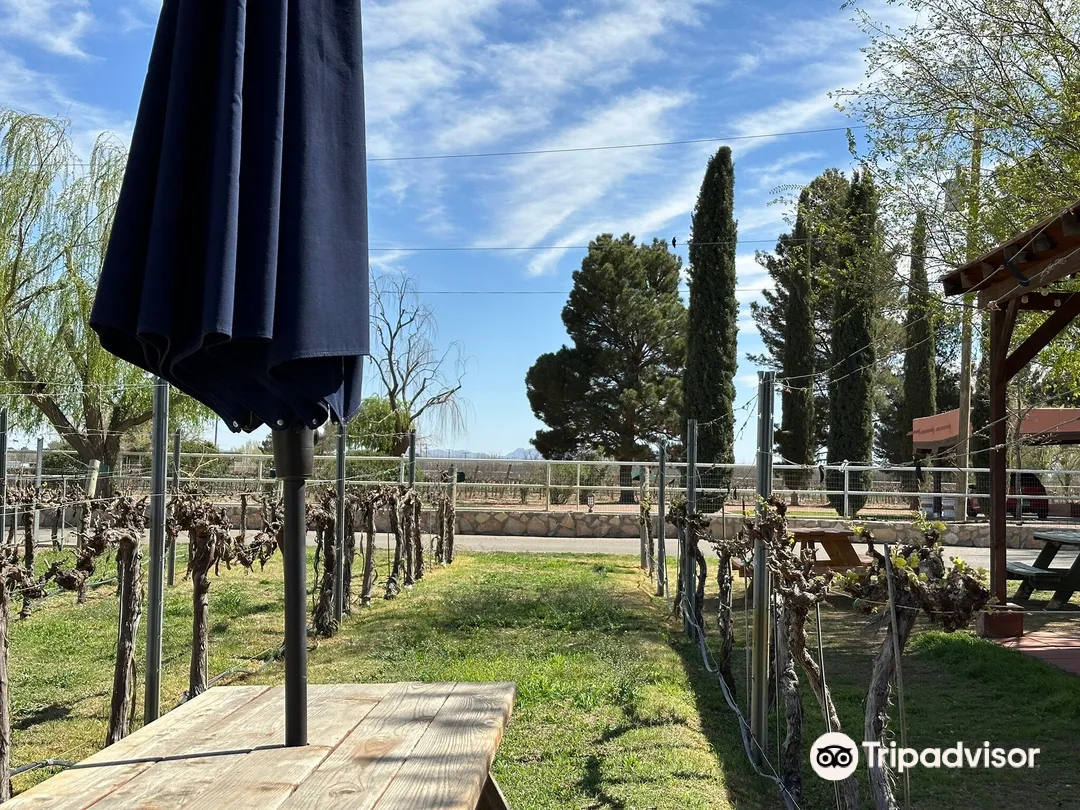 3_Zin Valle Vineyards