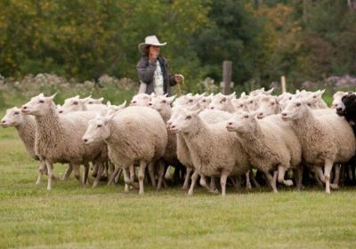 Visit the Sheep in Fort Saskatchewan