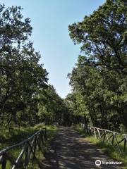 Bosco di Sant'Antuono