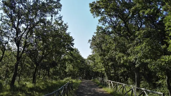 Bosco di Sant'Antuono