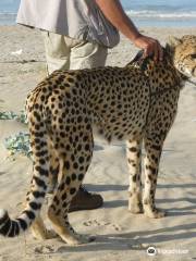 Cheetah Outreach - Somerset West