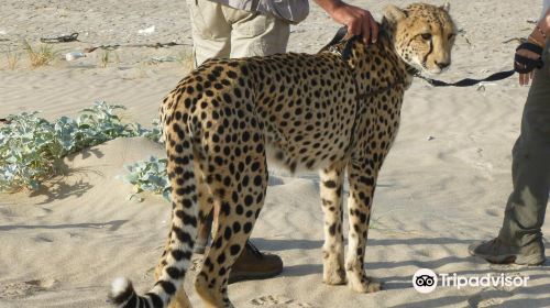 Cheetah Outreach - Somerset West