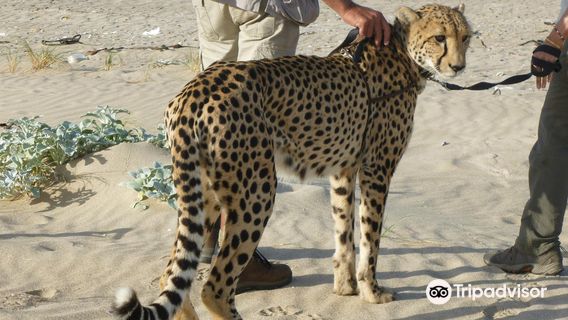 Cheetah Outreach