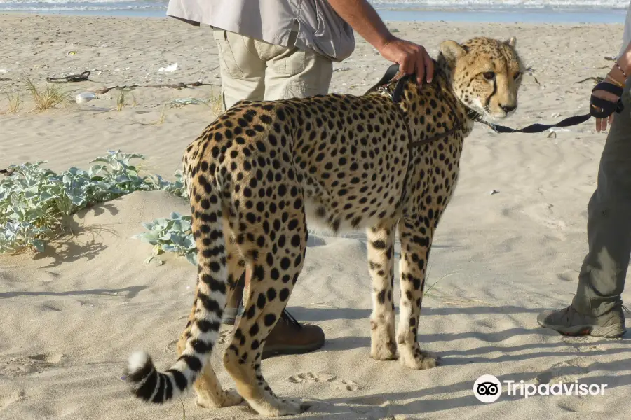 Cheetah Outreach - Somerset West