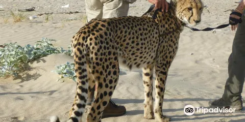 Cheetah Outreach