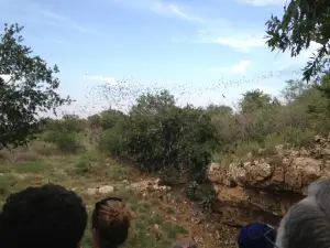 Eckert James River Bat Cave Preserve