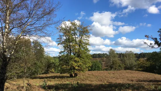 Fischbeker Heide