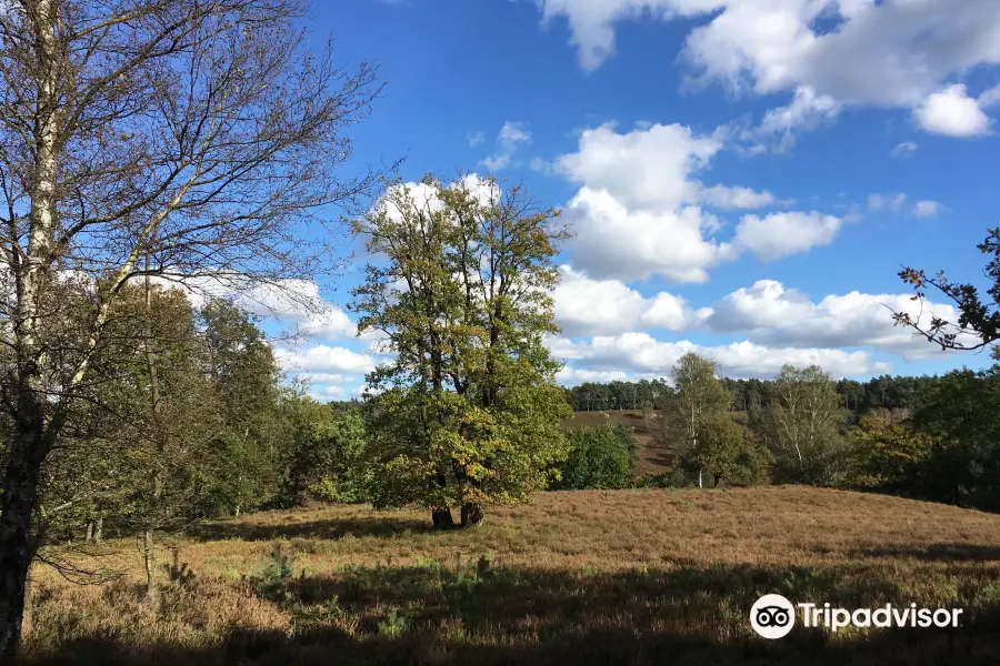 Fischbeker Heide