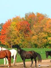 Stony Lake Stables