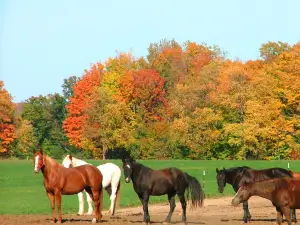 Stony Lake Stables