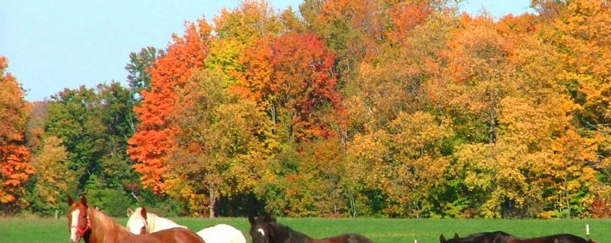 Stony Lake Stables