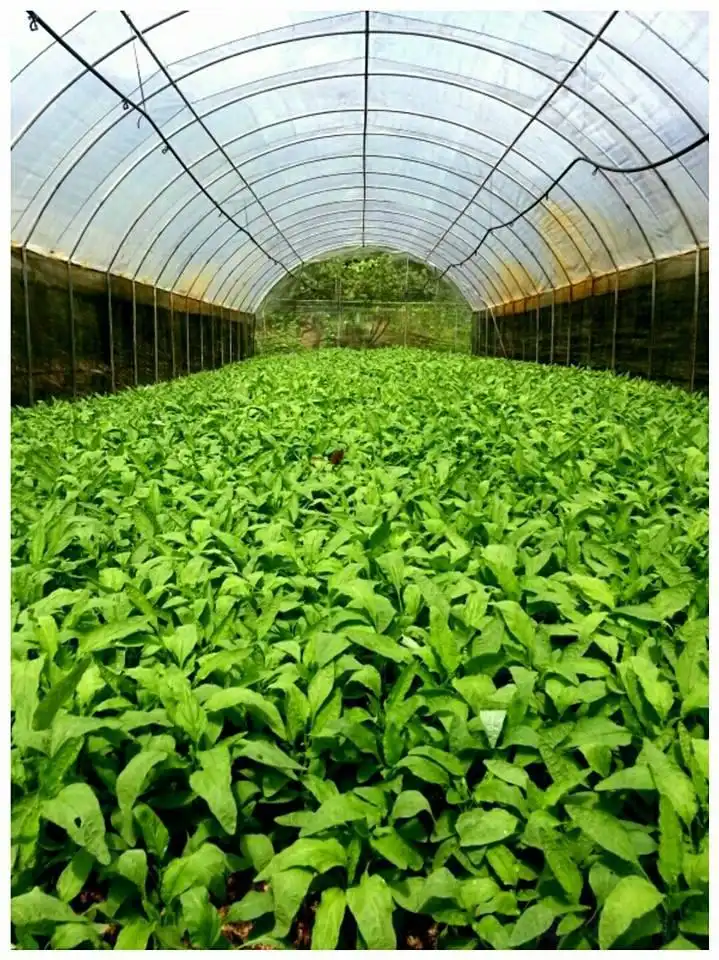 Hotel in zona Fire Flies Health Farm