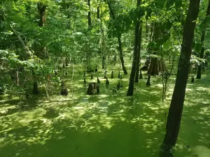 Greenville Cypress Preserve