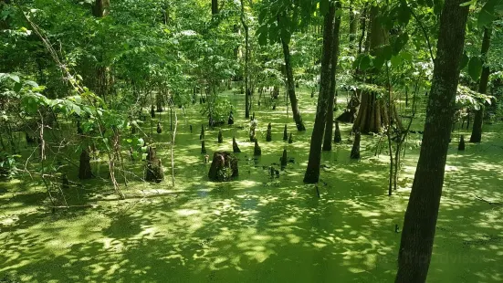 Greenville Cypress Preserve