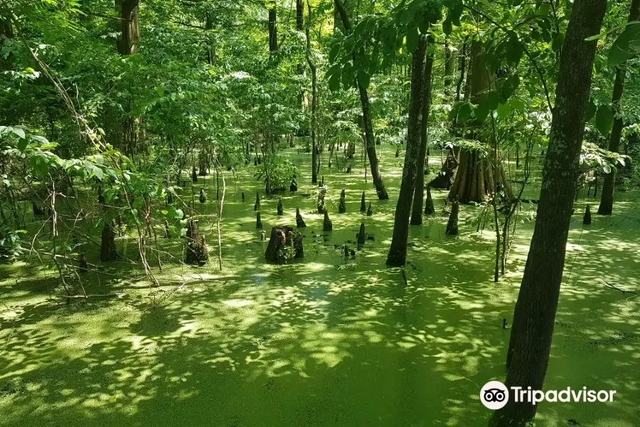 Greenville Cypress Preserve