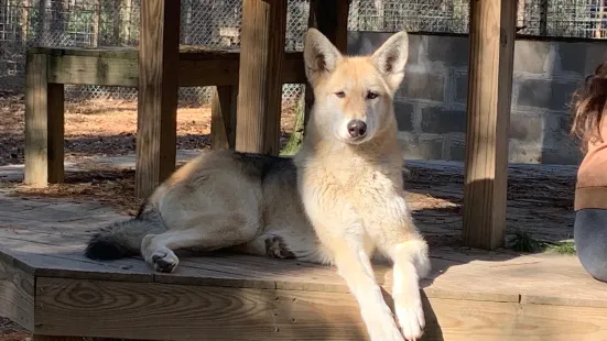 Texas Wolfdog Project