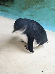 Kangaroo Island Penguin Centre