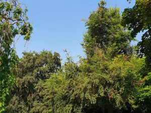 Forest Recreation Ground