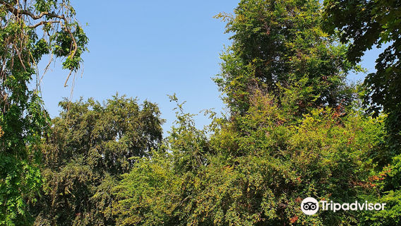 Форест Рекреэйшен Граунд