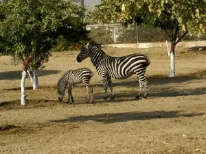 Safari Park