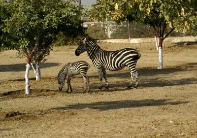 Safari Park