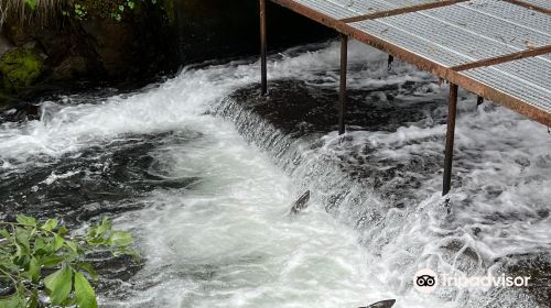 Bear Creek Weir