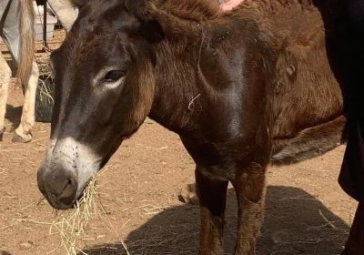 Donkey Sanctuary Aruba