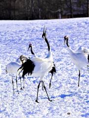 (公財)日本野鳥の会 鶴居・伊藤タンチョウサンクチュアリ