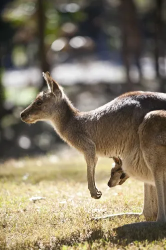 David Fleay Wildlife Park