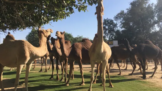 ICAR-National Research Centre on Camel