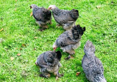 The Gobbett Rare Breeds Farm & Nursery