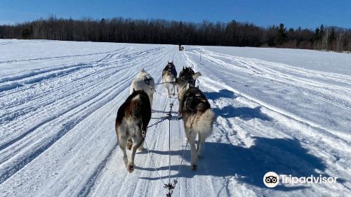 Expedition Mi-Loup Dog Sledding