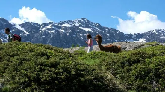 Alpacas la Foppa