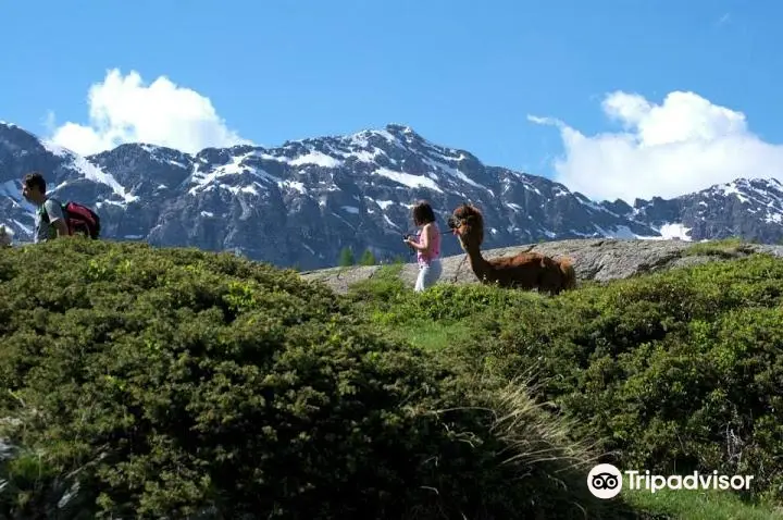 Alpacas la Foppa