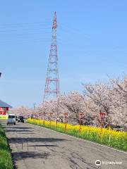 大河津分水さくら公園