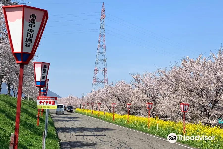 Okozu bunsui Sakura Park