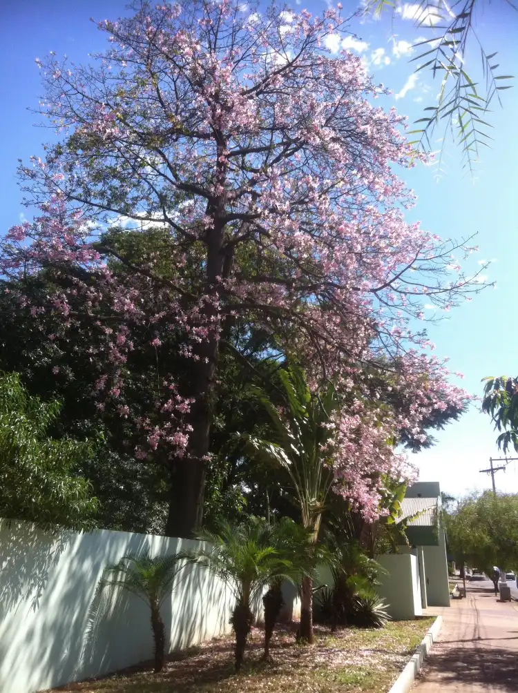 Hotels near Primeira Igreja Bíblica de Araçatuba